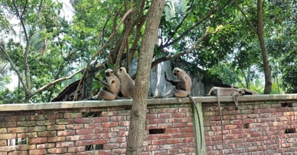Some Entellus have sitted on a wall